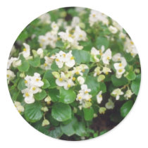 white Wax Begonia (Begonia) flowers Round Sticker