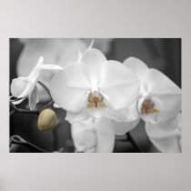 White Wedding Orchid Print