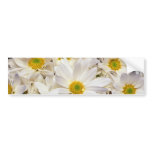 white White daisy chrysanthemums flowers Bumper Sticker