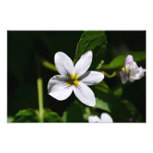 White Wild Flower in the Sandia Mountains Photo