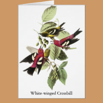 White-winged Crossbill - John James Audubon cards