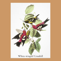 White-winged Crossbill - John James Audubon invitations