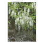 White wisteria notelet greeting cards