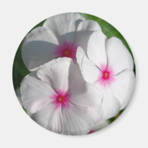 White with Pink Flowers Magnet