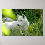 White Wolf Posters