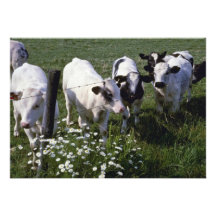white Young Dairy Cattle flowers Personalized Invitation