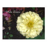 White Zinnia Postcard