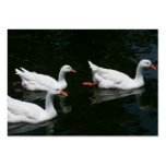 WhiteDucks business cards