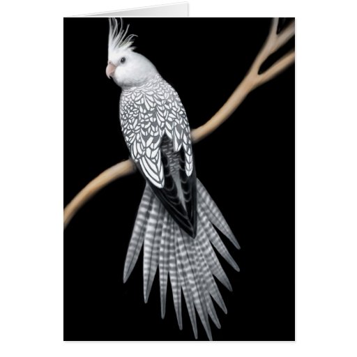 Whitefaced Pearl Pied Cockatiel Card
