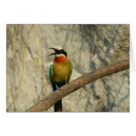 Whitefronted bee-eater        cards