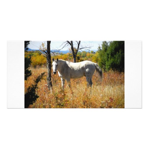 WhiteHorse photo card