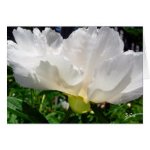 Whiteness, S Cyr Greeting Card