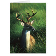 WHITETAIL BUCK CARD