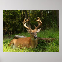 Whitetail Buck In Velvet 10 Point Posters