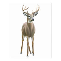 Whitetail Buck Postcard