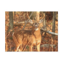 Whitetail Deer Buck Post Card