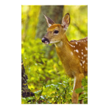 Whitetail deer fawn in Whitefish, Montana, USA Photo