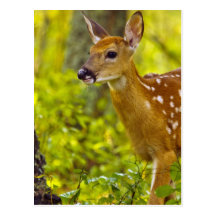 Whitetail deer fawn in Whitefish, Montana, USA Post Cards
