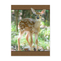 Whitetail Deer Fawn Postcard