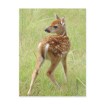Whitetail Deer Fawn Postcard 6