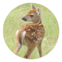 Whitetail Deer Fawn Sticker 6