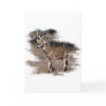 Whitetail deer in the field greeting cards