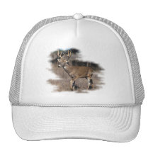 Whitetail deer in the field hats