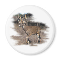 Whitetail deer in the field