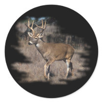 Whitetail deer in the field
