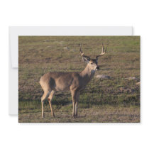 Whitetail Deer Invitations