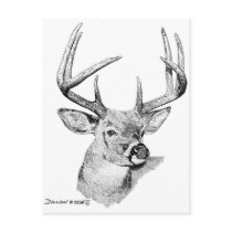 Whitetail Deer