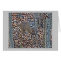 Whitetail Deer Spike Buck Series Greeting Cards