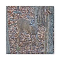 Whitetail Deer Spike Buck Series Magnets