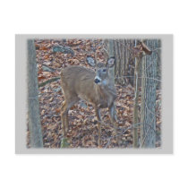 Whitetail Deer Spike Buck Series Post Card
