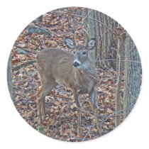 Whitetail Deer Spike Buck Series Round Stickers