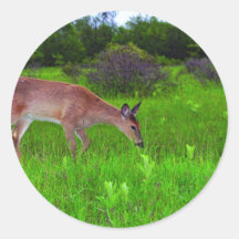 Whitetail Deer Sticker