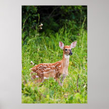 Whitetail Fawn Print