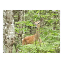 Whitetail in Hiding Photograph
