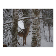 Whitetail Postcard