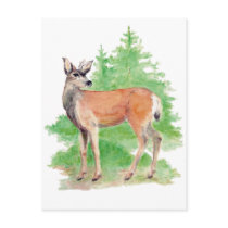 Whitetailed Deer Postcard