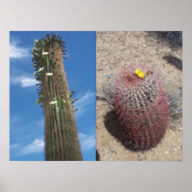 Whitetanks Arizona Saguaro and Barrel Cactus Poster