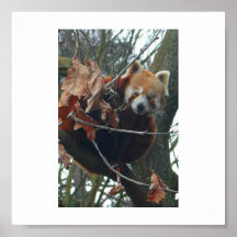 who are you - Red Panda Posters