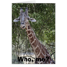 Who, me? cards