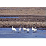 Whooper Swans Acrylic Cut Outs