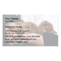 Whooping Crane Chick Business Cards