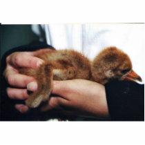 Whooping Crane Chick Photo Sculpture