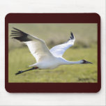Whooping Crane (Grus americana)