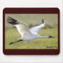Whooping Crane (Grus americana)