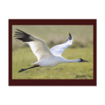 Whooping Crane (Grus americana)