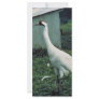 Whooping Crane Rack Card
